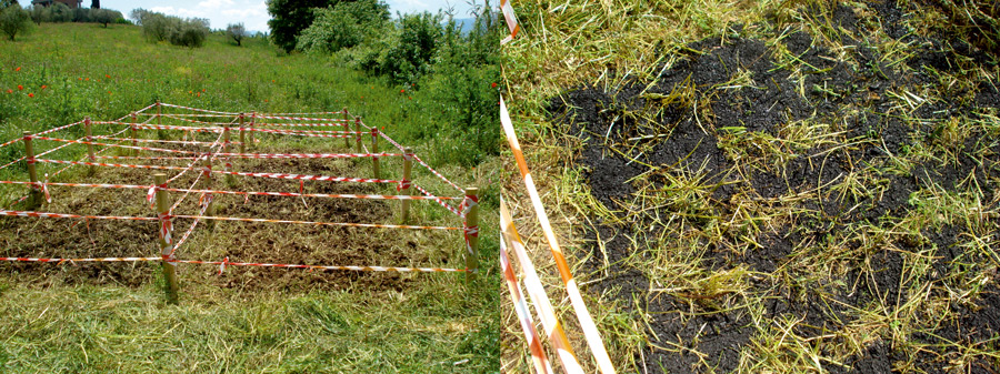 Parcelle campo sperimentale 1 - Foraggio