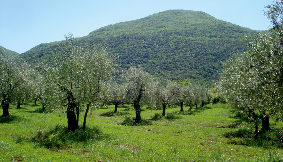 Campo sperimentale 3 - Uliveto