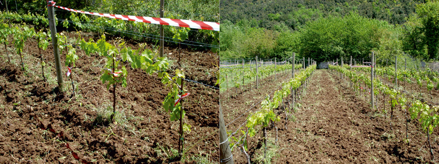 Parcelle campo sperimentale 2 - Vigneto