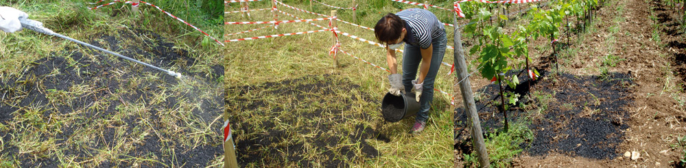 Spandimento biochar foraggio